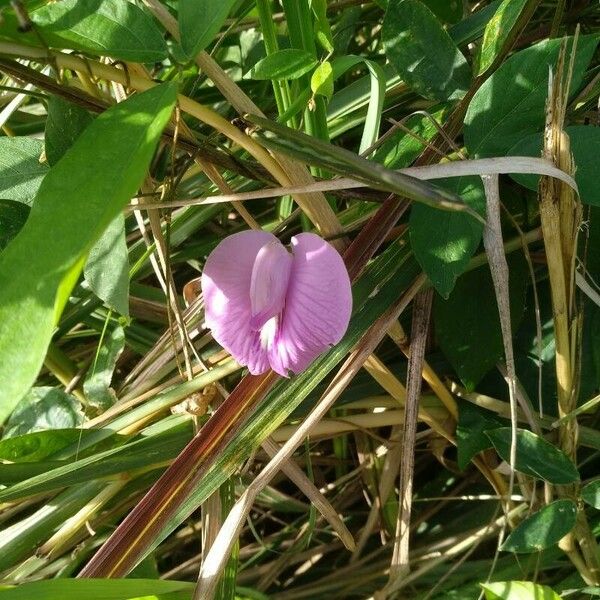 Centrosema pubescens Flower