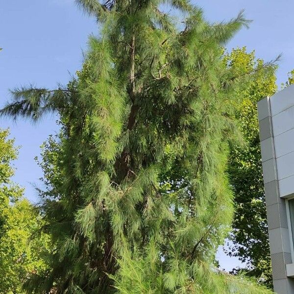 Casuarina cunninghamiana Tervik taim