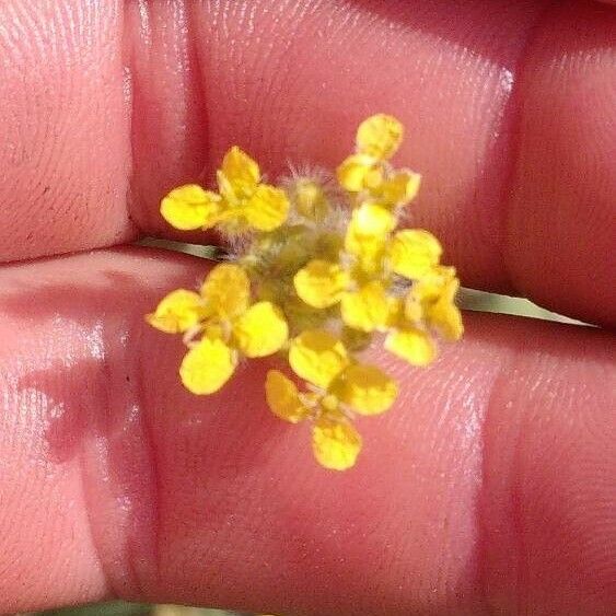 Achillea tomentosa Flor