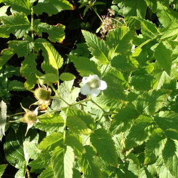 Rubus rosifolius Flower