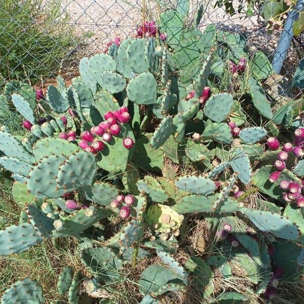 Opuntia ficus-indica Inny