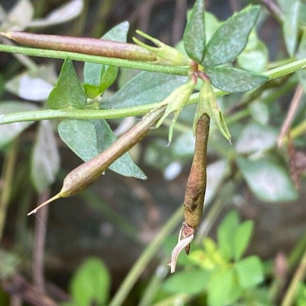 Lotus tenuis Fruit