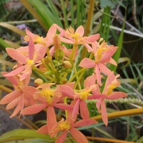 Epidendrum radicans Flor