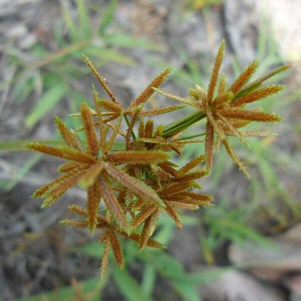 Cyperus haspan Flors