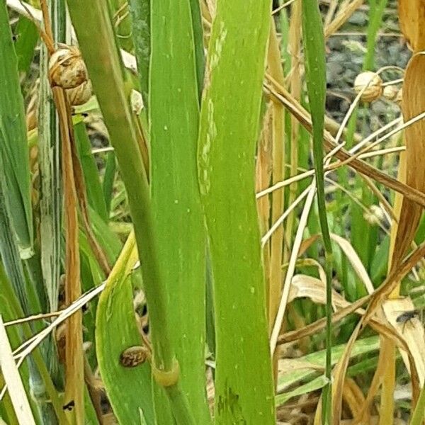 Phalaris canariensis Frunză