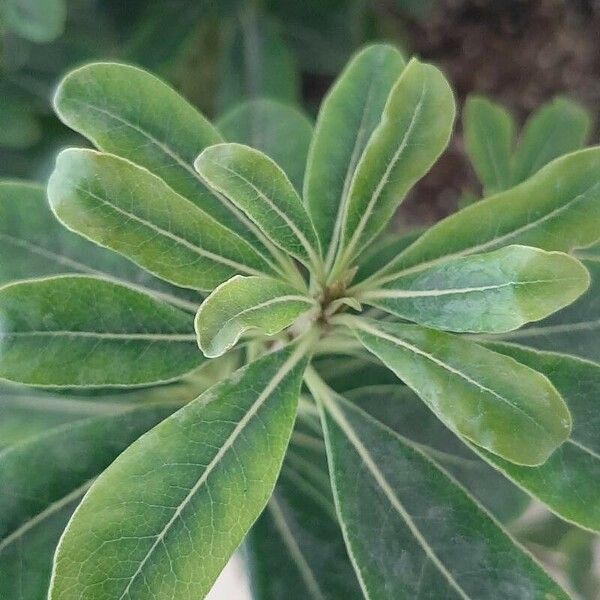 Pittosporum heterophyllum Foglia