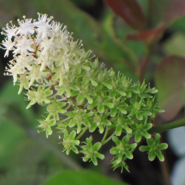 Amianthium muscitoxicum ফুল