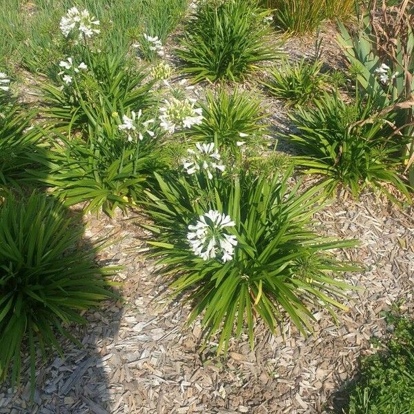 Agapanthus praecox Květ