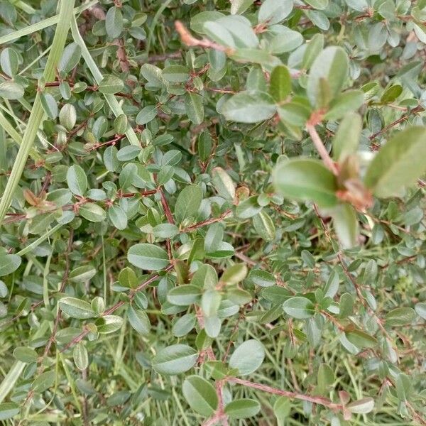 Rhamnus saxatilis Yaprak