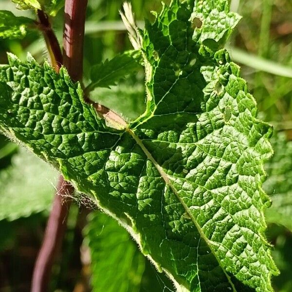 Phlomoides tuberosa برگ