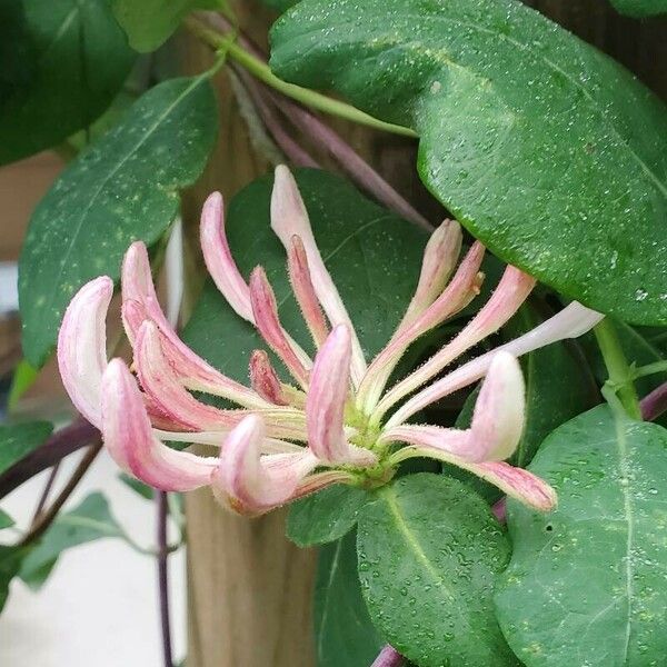 Lonicera periclymenum Blüte