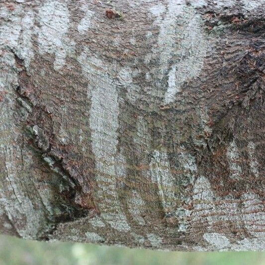 Acacia mearnsii മറ്റ്