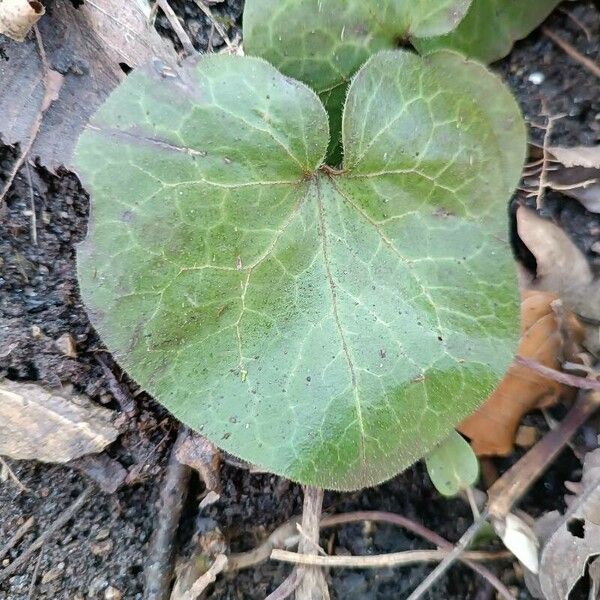 Asarum europaeum ഇല