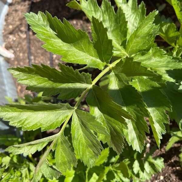 Pastinaca sativa Blatt