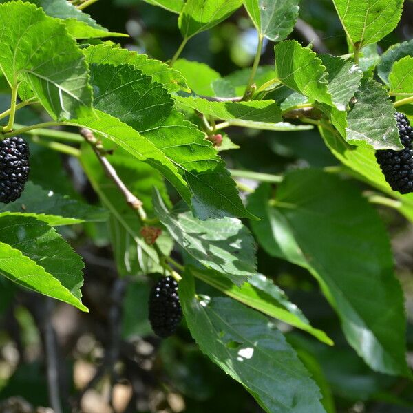 Morus nigra Flower