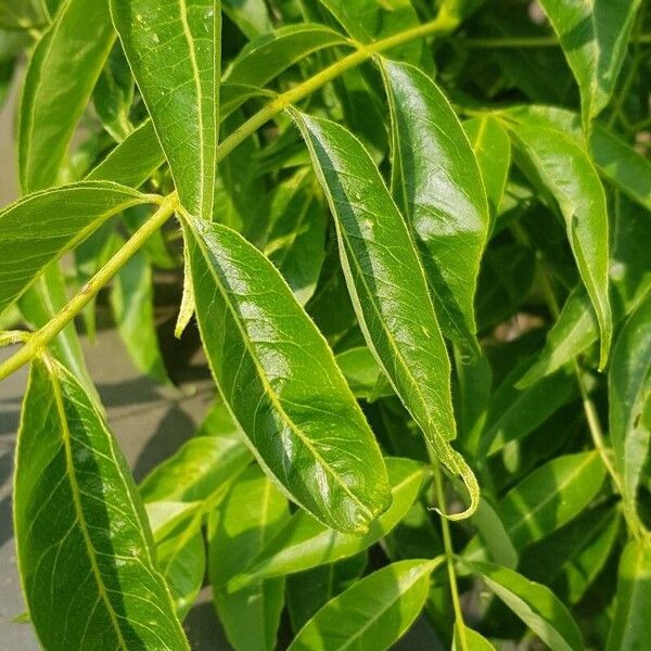 Phellodendron amurense Levél