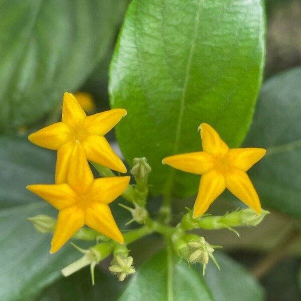 Mussaenda frondosa 花