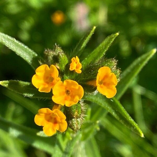 Amsinckia menziesii Flower