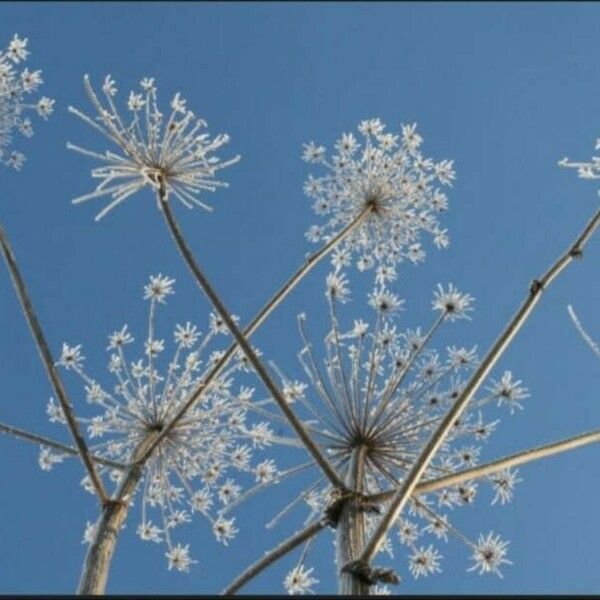 Heracleum mantegazzianum Frucht