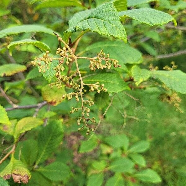 Meliosma flexuosa Květ