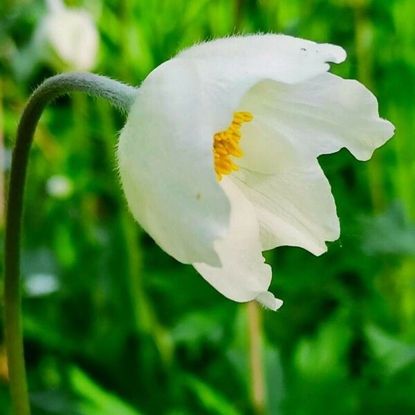 Anemonoides sylvestris Flower