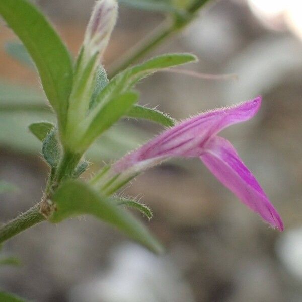 Justicia ladanoides Blüte