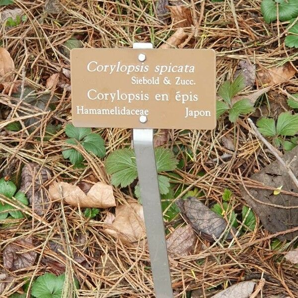 Corylopsis spicata Inny