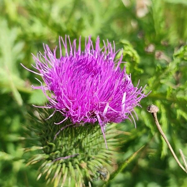 Cirsium ferox 花