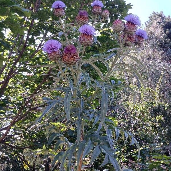 Cynara cardunculus Habitus