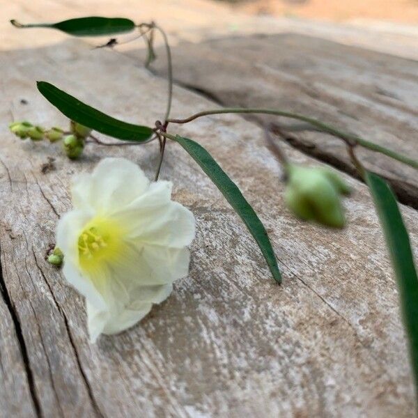 Xenostegia tridentata Цвят