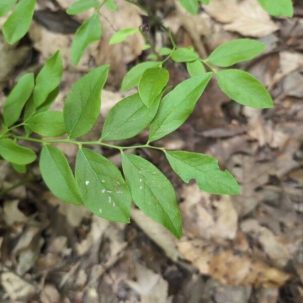 Vaccinium pallidum Folha