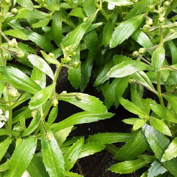 Angelonia angustifolia Leaf