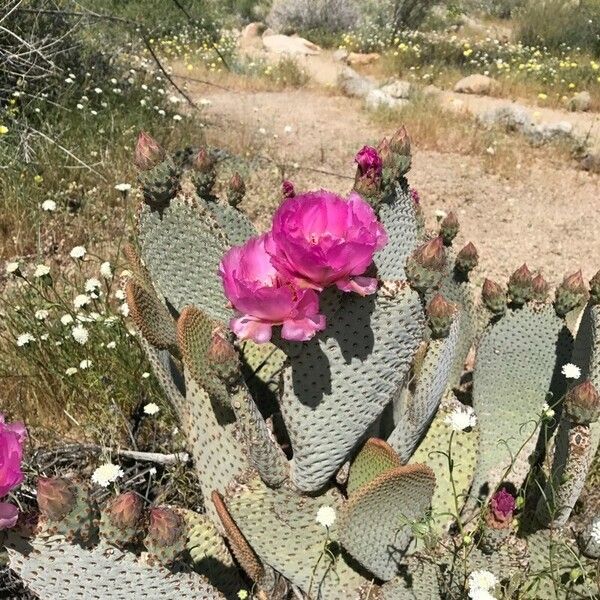 Opuntia basilaris Flower