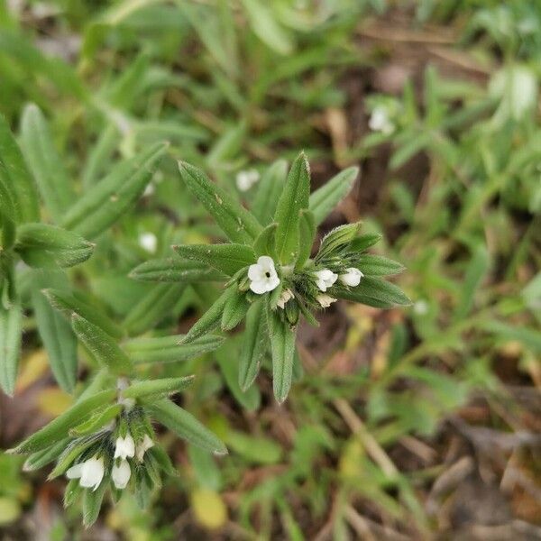 Buglossoides arvensis ᱵᱟᱦᱟ