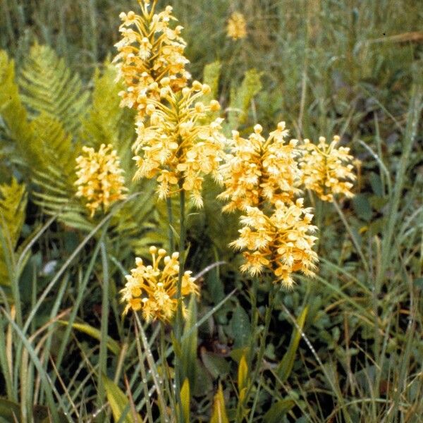 Platanthera ciliaris Habitus