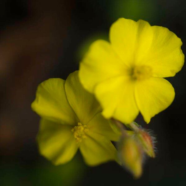 Merremia umbellata Fiore