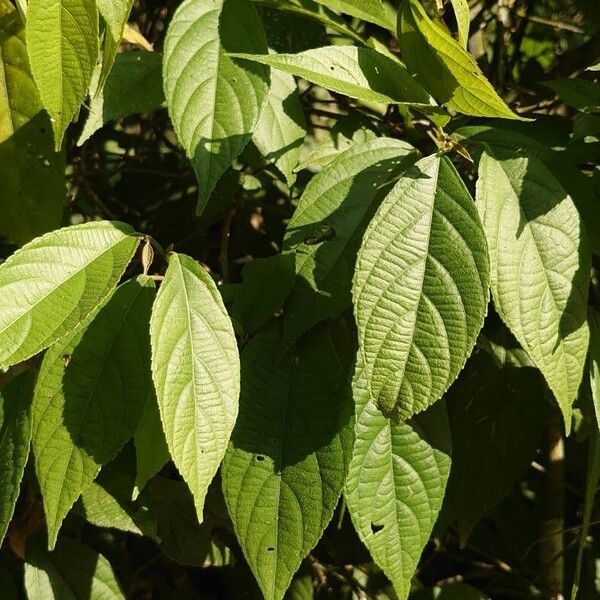 Acalypha diversifolia Blatt