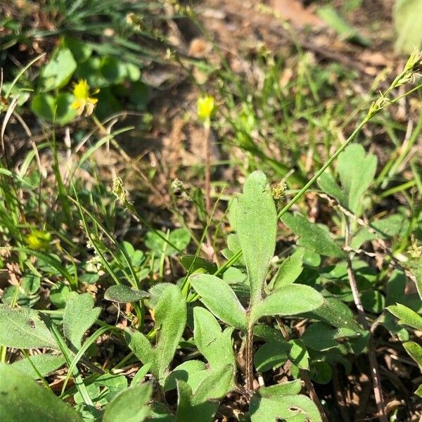 Ranunculus fascicularis Blad