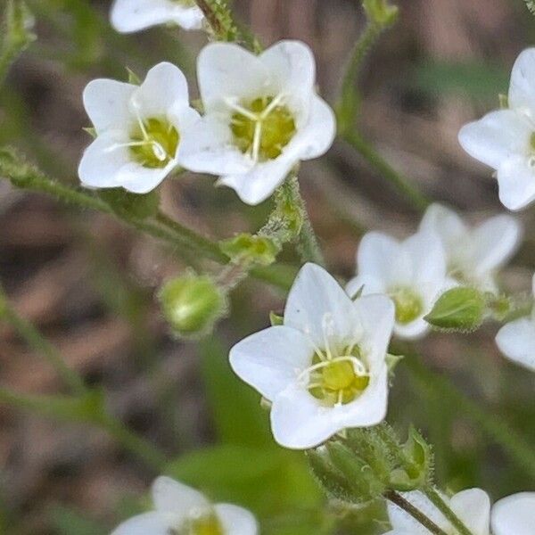 Sabulina verna Flower