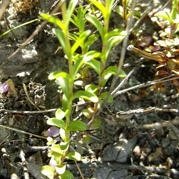 Veronica fruticulosa Sonstige