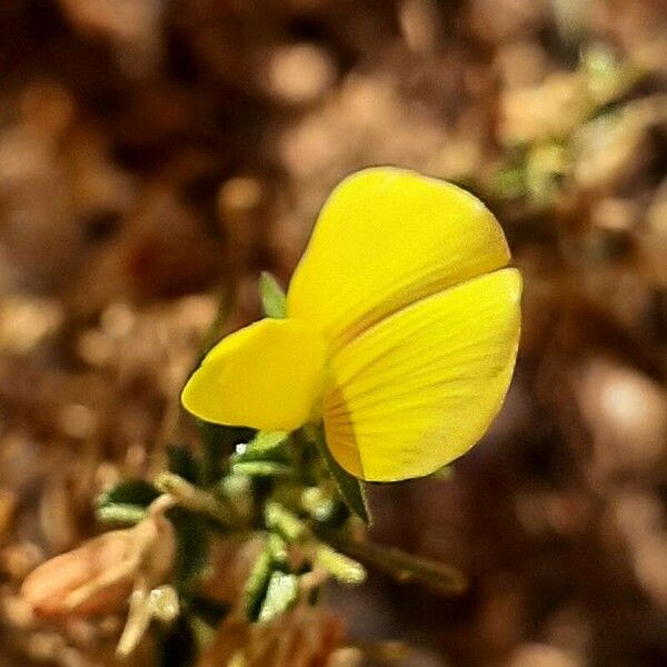 Ononis natrix Flower