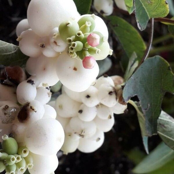 Symphoricarpos albus Fruitua