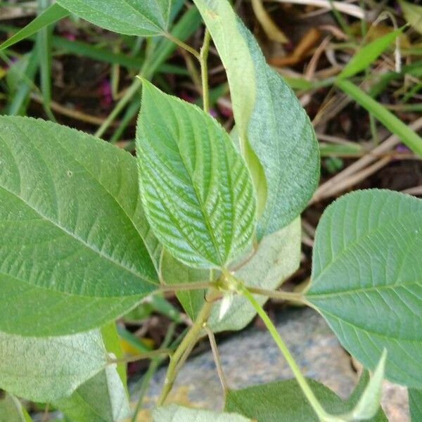 Trema orientale Blad