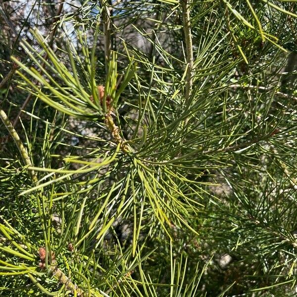 Pinus bungeana Feuille