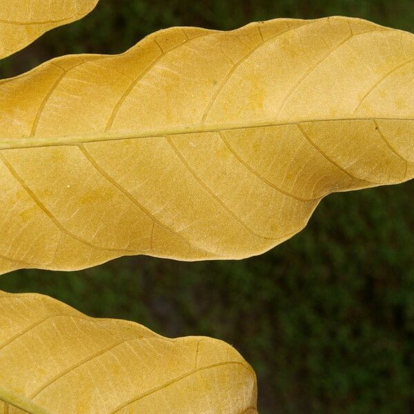 Didymopanax morototoni Leaf