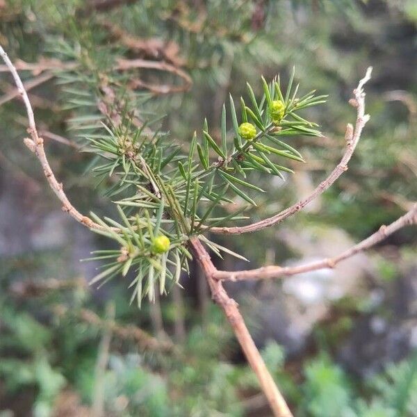 Acacia verticillata Цвят