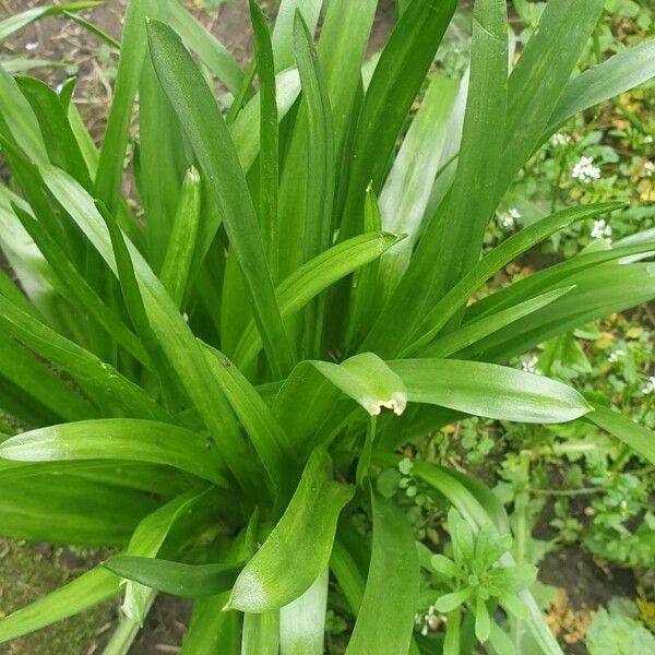 Hyacinthoides non-scripta Foglia