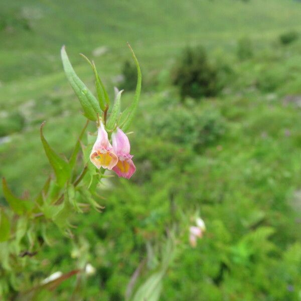 Melampyrum pratense Blomst