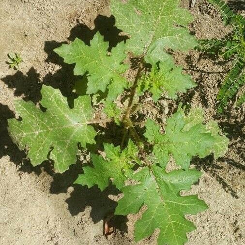 Solanum capsicoides 葉