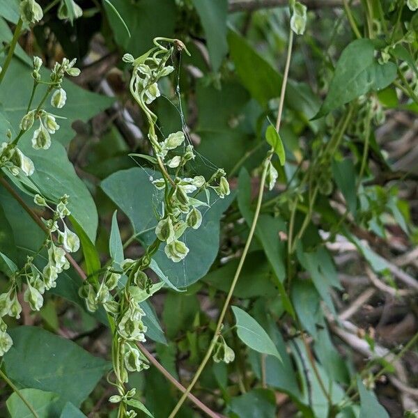 Fallopia dumetorum Fruit